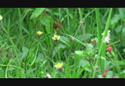 Publicvideos November 2009 batch, part 4